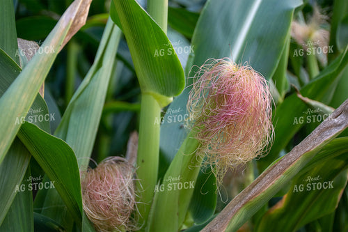 Immature Ear of Corn 50124