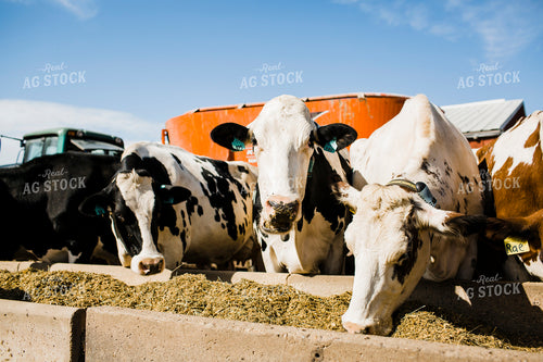 Dairy 2677