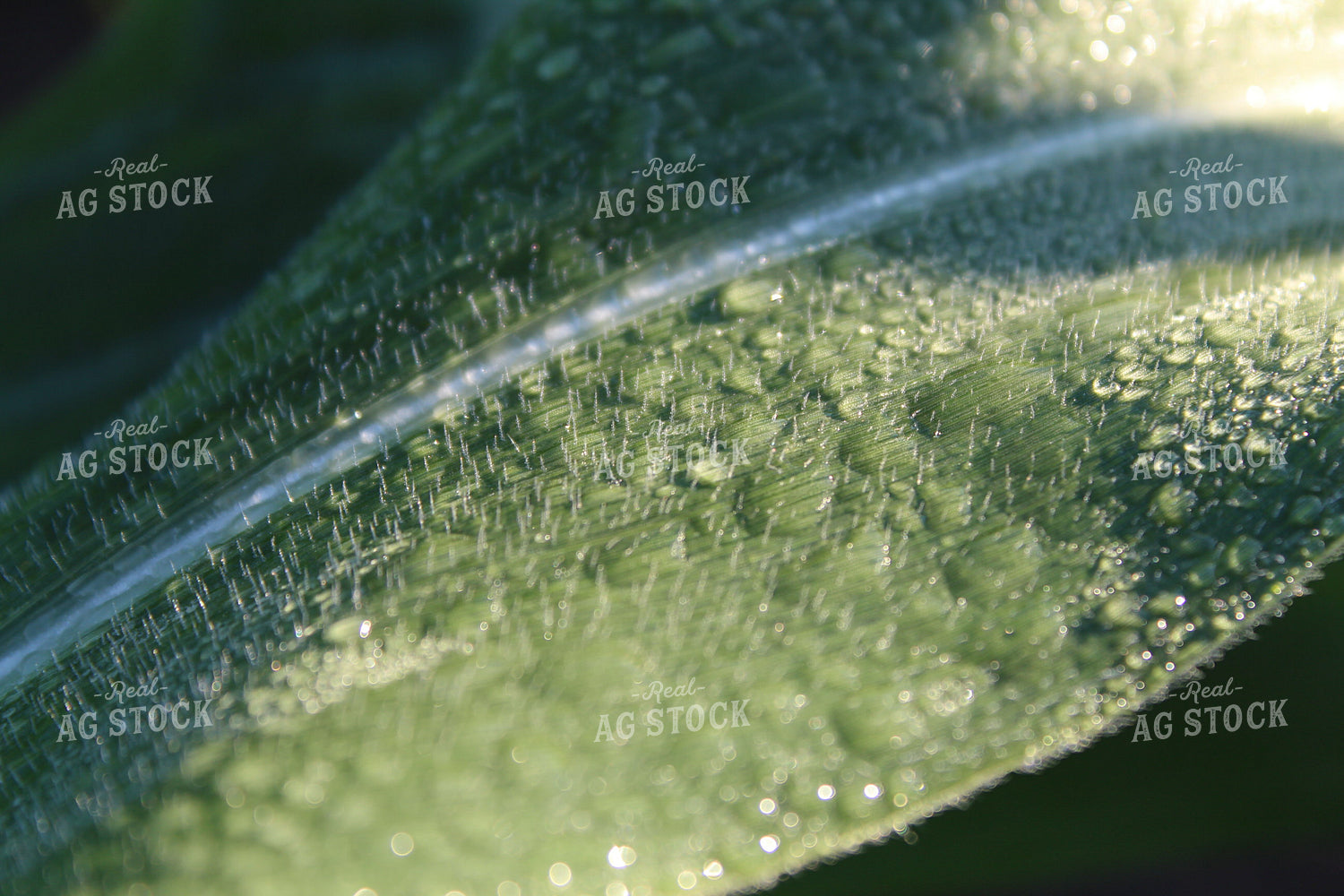 Corn Leaf Up Close 104006