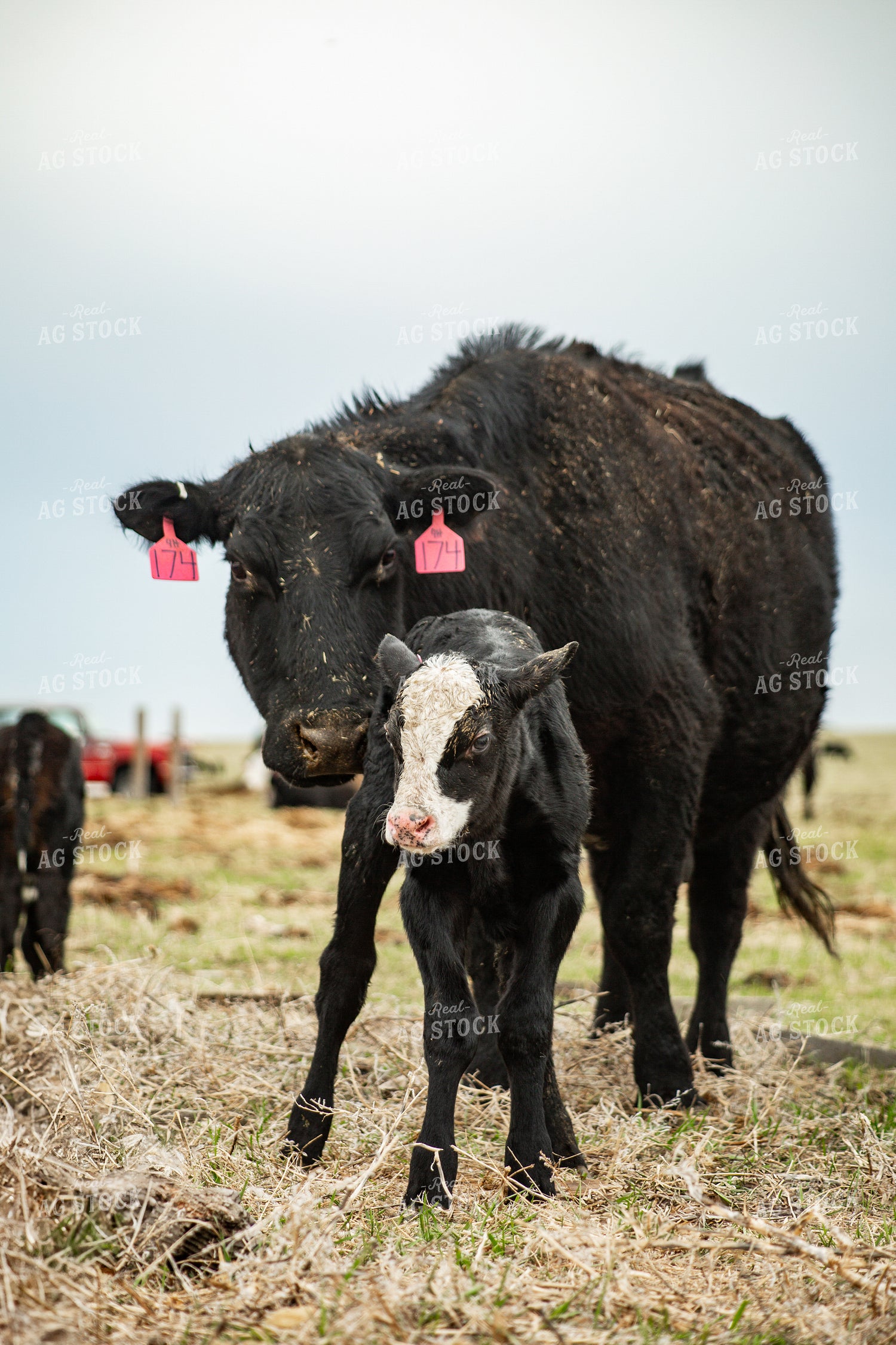 Cow Calf Pair 155676