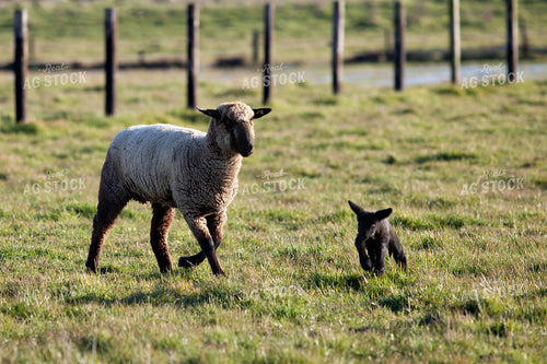 Ewe and Lamb 181005