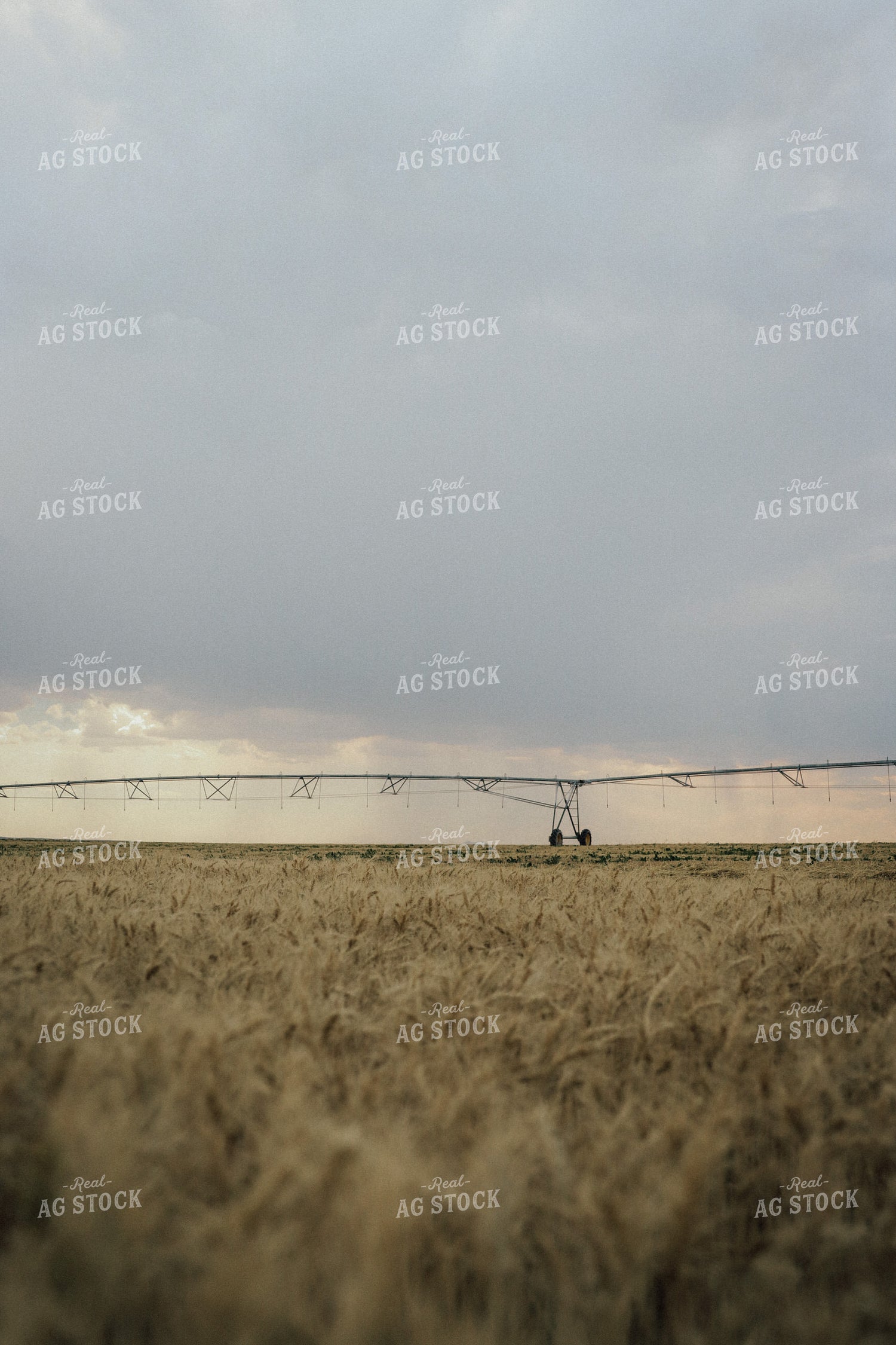 Wheat Field 83076