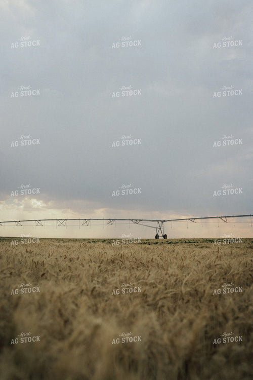 Wheat Field 83076