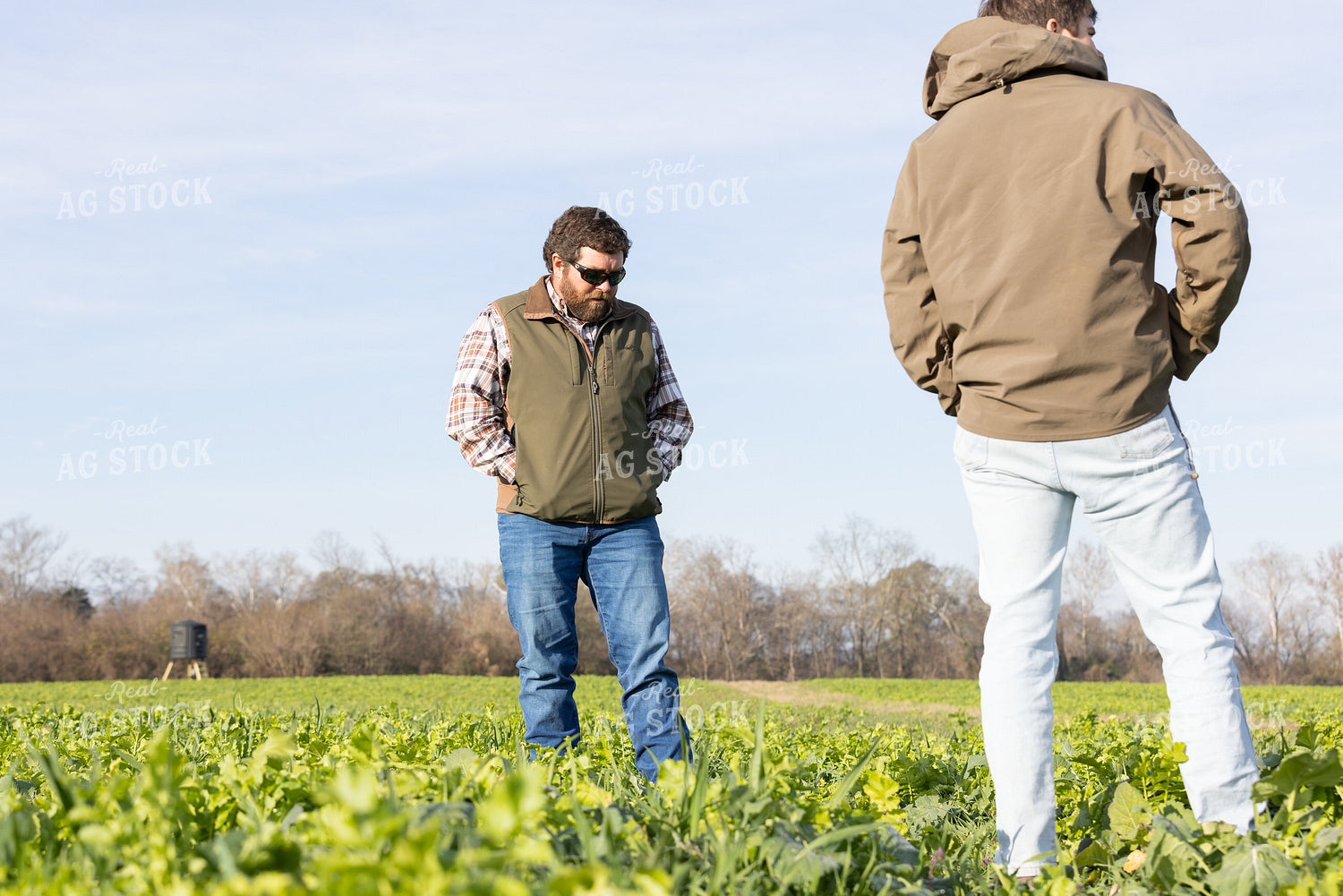Farmers Scouting Field with Cover Crops 79842