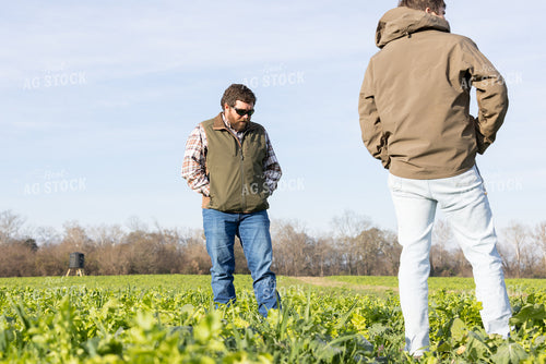 Farmers Scouting Field with Cover Crops 79842