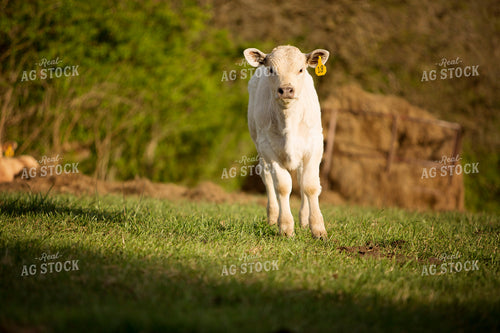 Calf - Charolais and Angus Cross 7