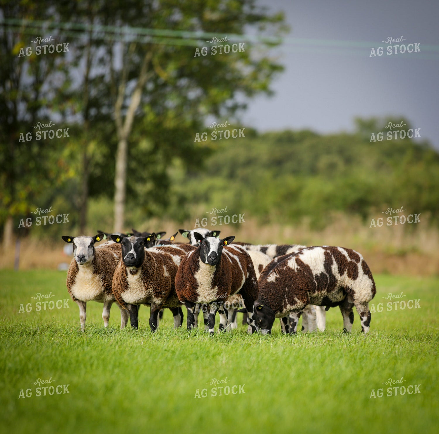 Sheep in Pasture 121000
