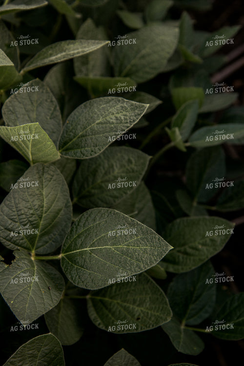 Soybean Field 67374