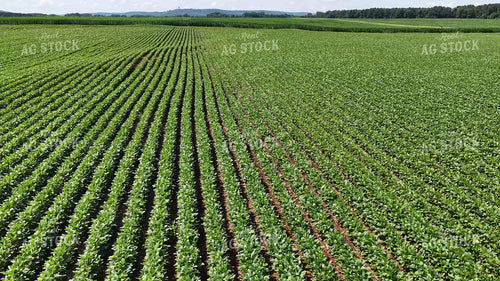 Soybean Field 79907