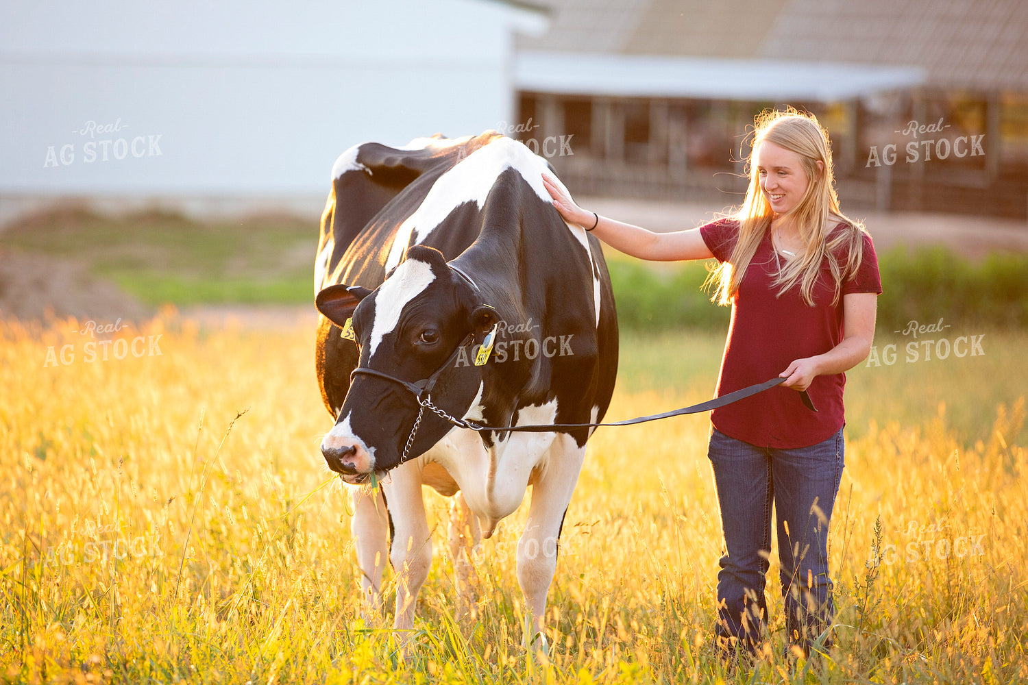 Female Farmer with Holstein Cow 55361