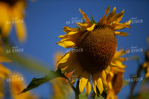 Sunflowers 2080