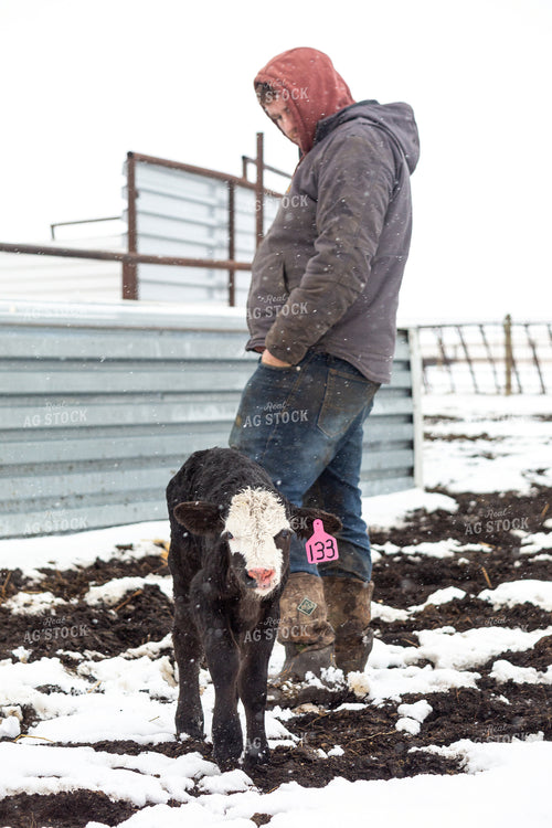 Farmer Checking Calves 155432