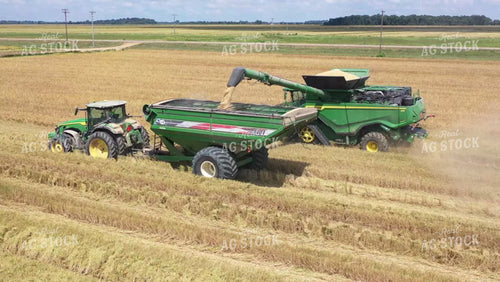 Rice Harvest 79428