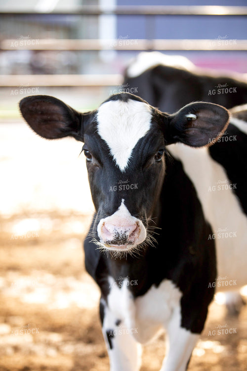 Holstein Calf 55278