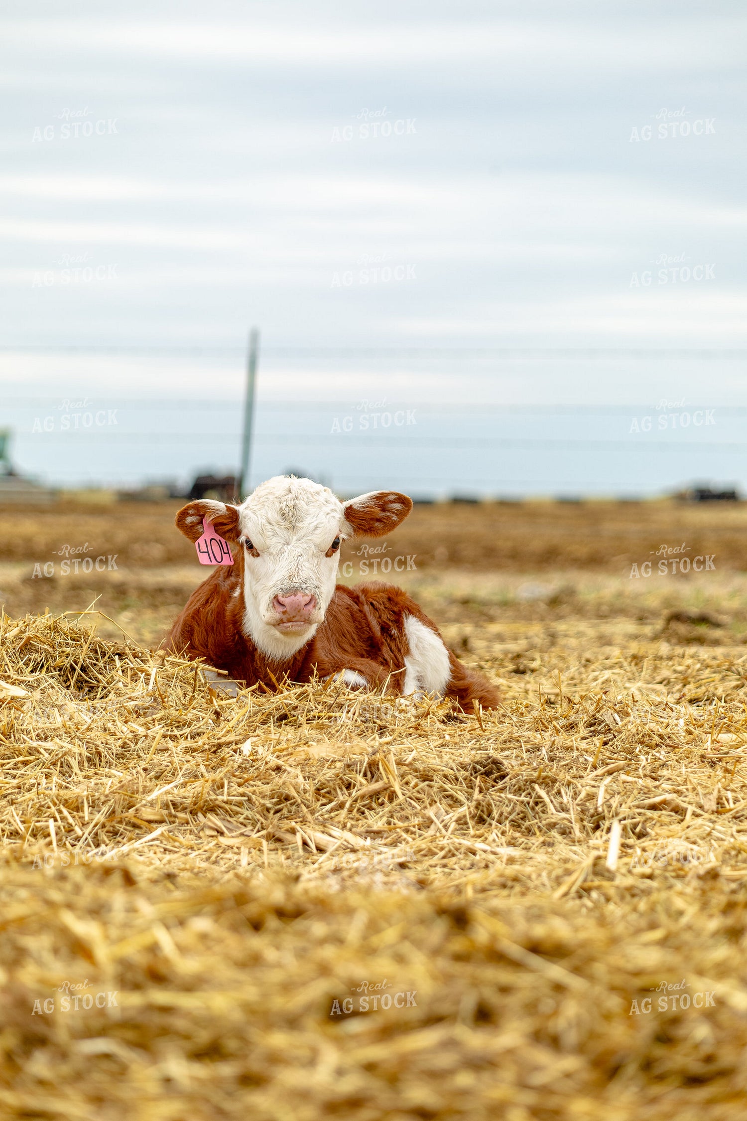 Hereford Calf 155712