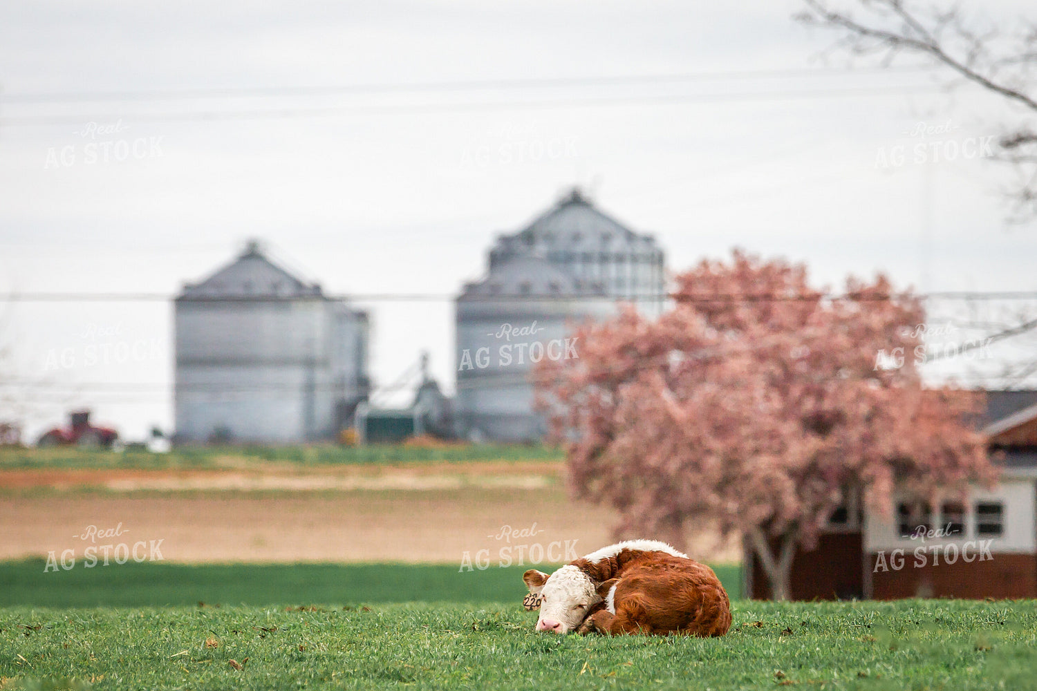 Hereford Calf 270497