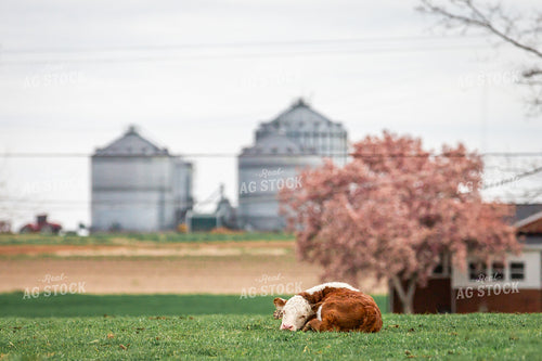 Hereford Calf 270497