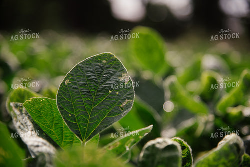 Soybean Leaf 137046