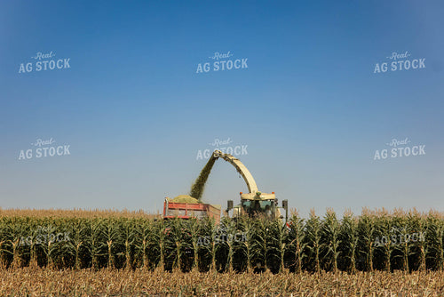 Chopping Corn Silage 152537