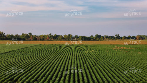 Cotton Field 265003
