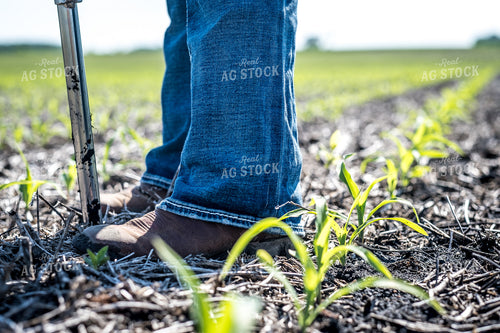 Agronomist Checking Early Season Corn 250173