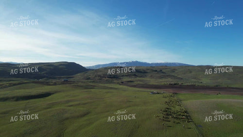 Moving Cattle on Horseback 65150