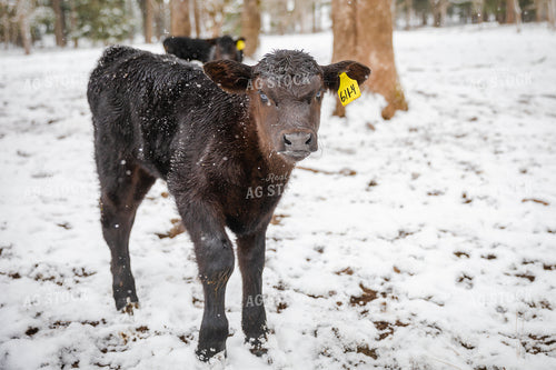 Angus Calf in Snow 66000