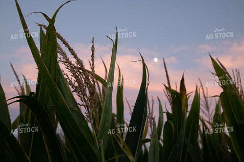 Moon Over Corn Tassels at Sunset 25007