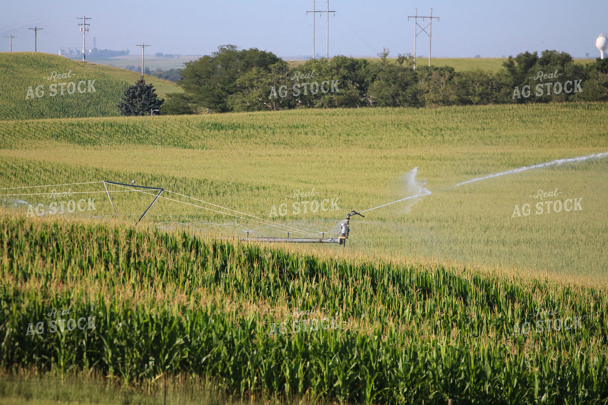 Irrigating Mid-Season Corn Field 82489