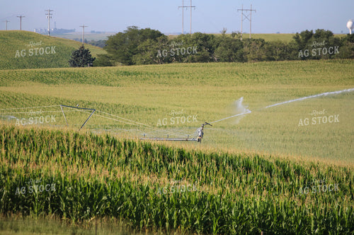 Irrigating Mid-Season Corn Field 82489