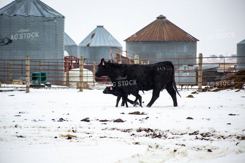 Cow Calf Pair 155482