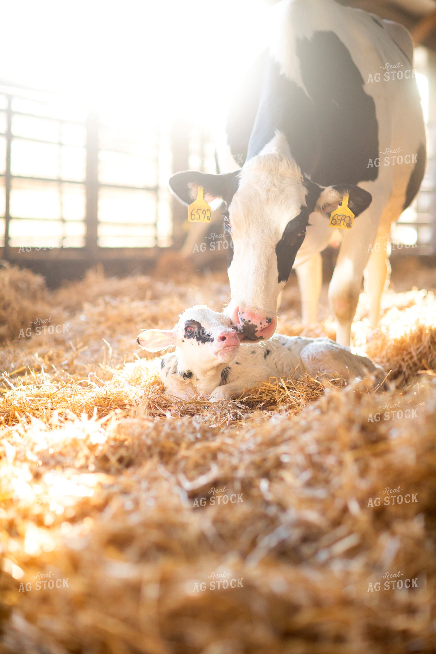 Holstein Cow and Calf 55222