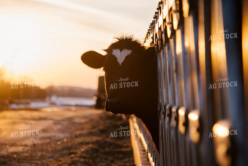 Holstein Cow 137090