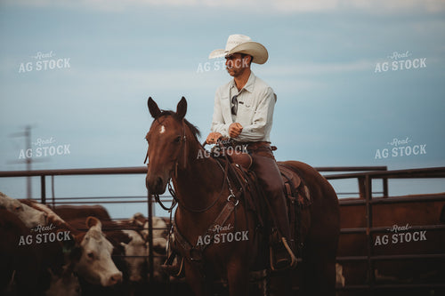 Rancher with Cattle 6469