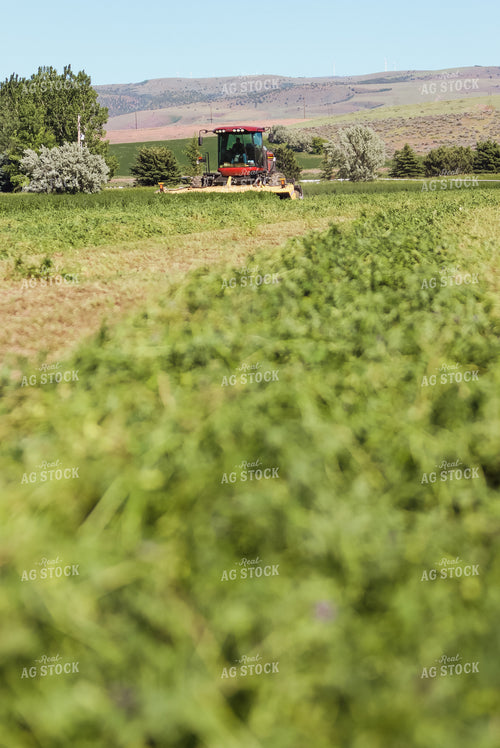 Cutting Hay 83004