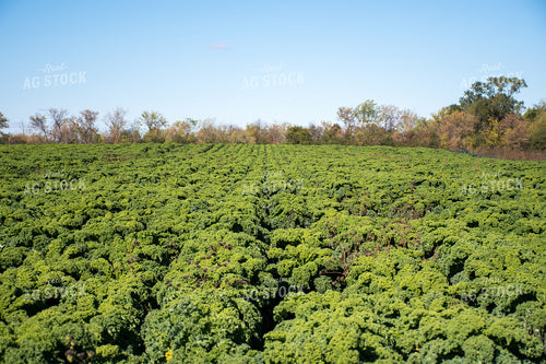 Kale Field 50209