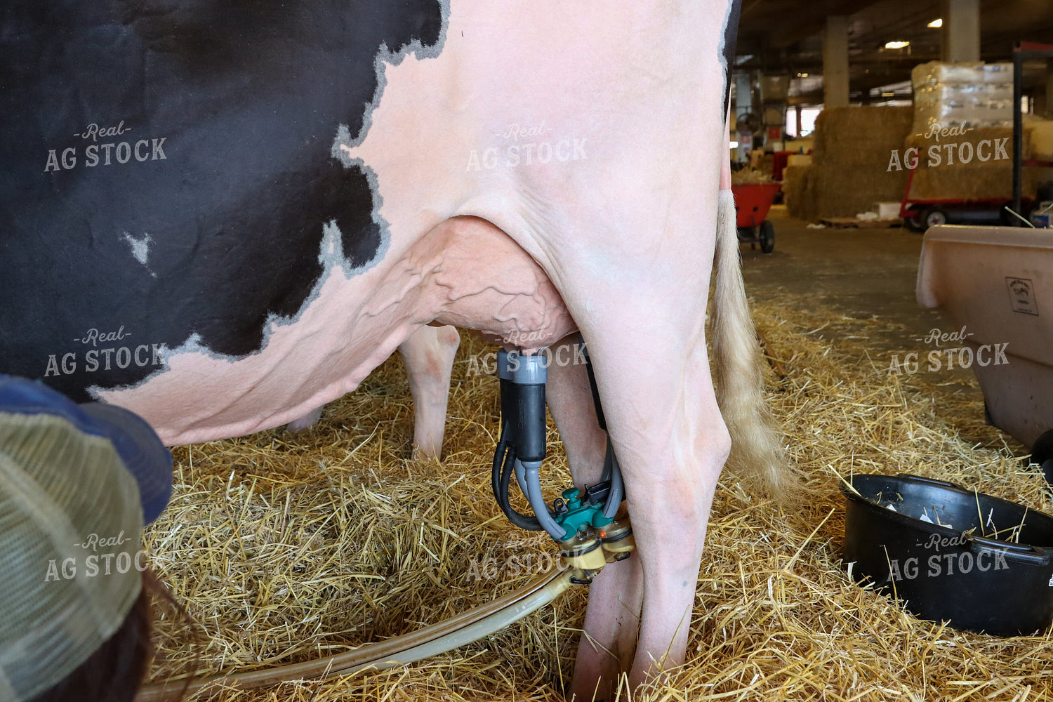 Milking Dairy Cow 52245
