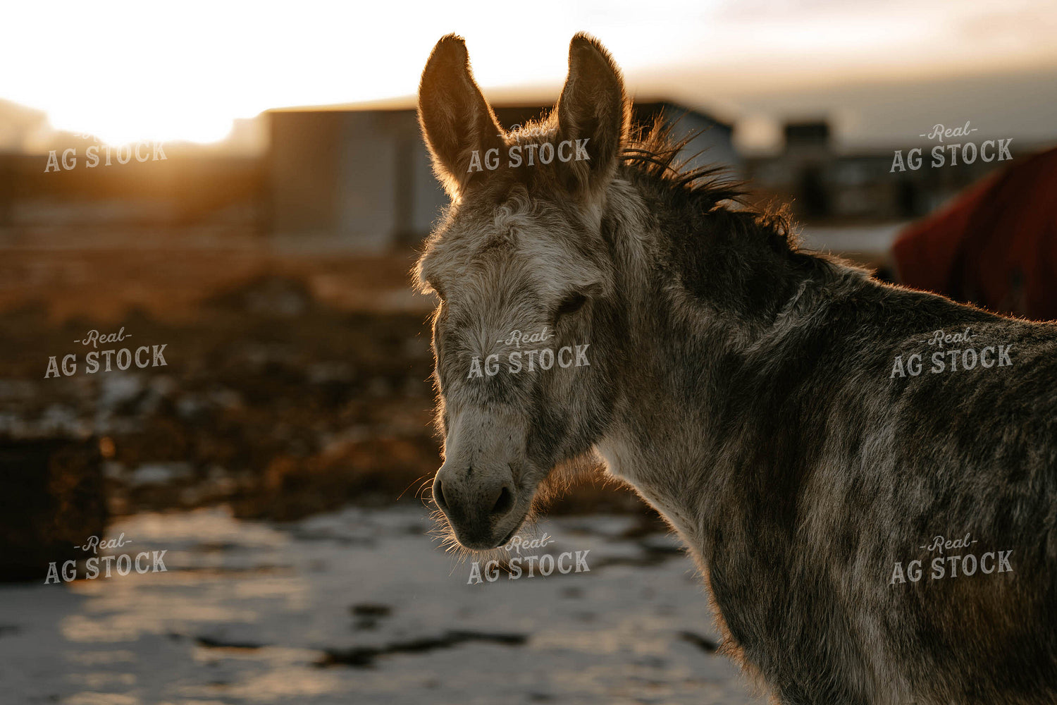 Donkey 58374