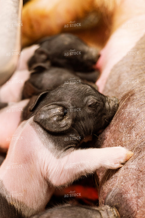 Hampshire Piglets 233024