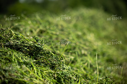 Cut Alfalfa Hay 272041