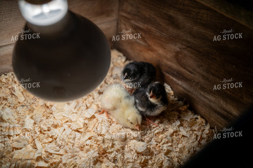 Close-Up of Three Chicks Under a Heat Lamp in Wooden Enclosure 65305