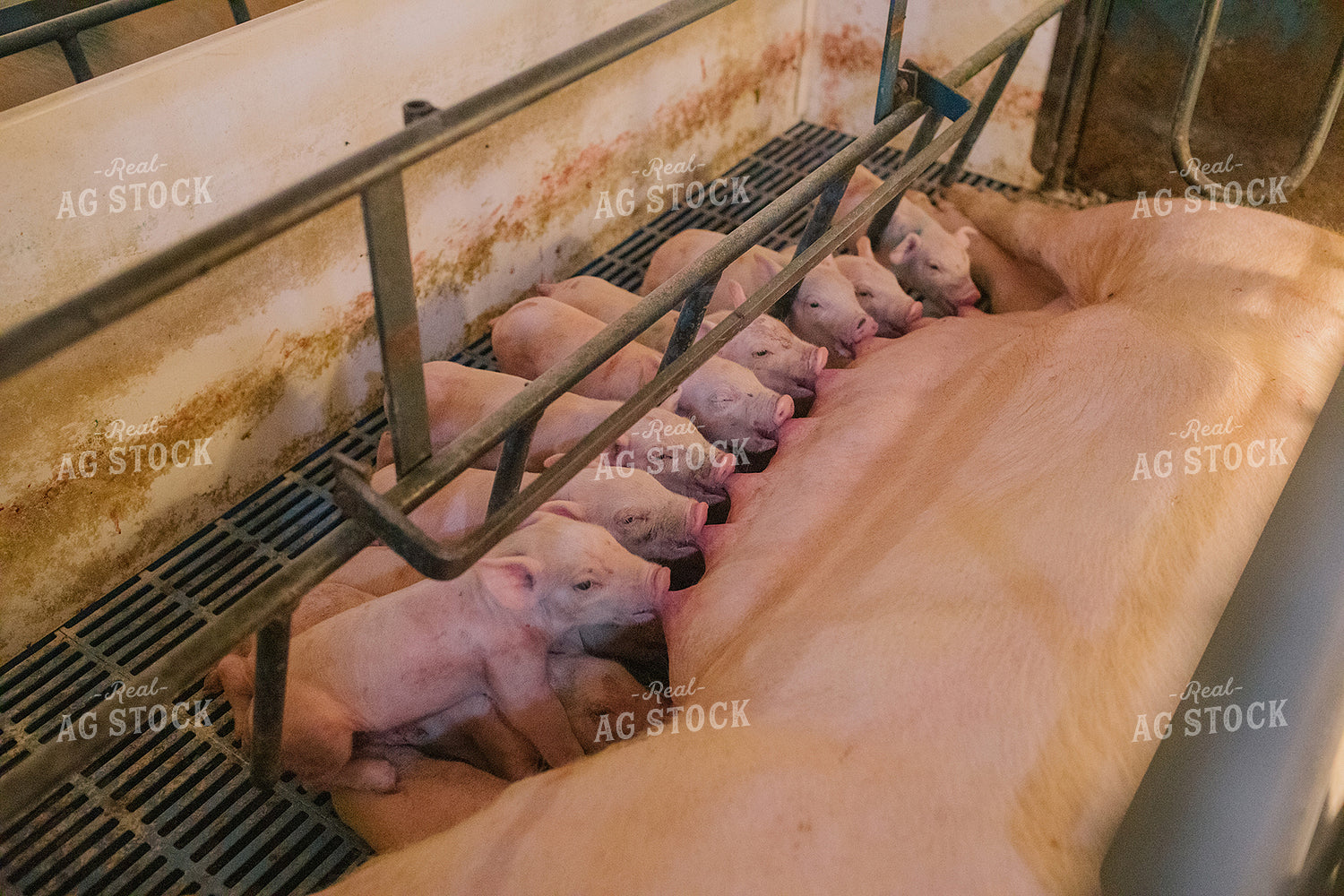 Piglets and Sow in Farrowing Stall 3247