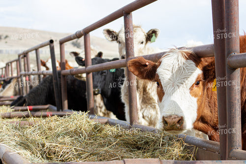 Cattle in Farmyard 117002