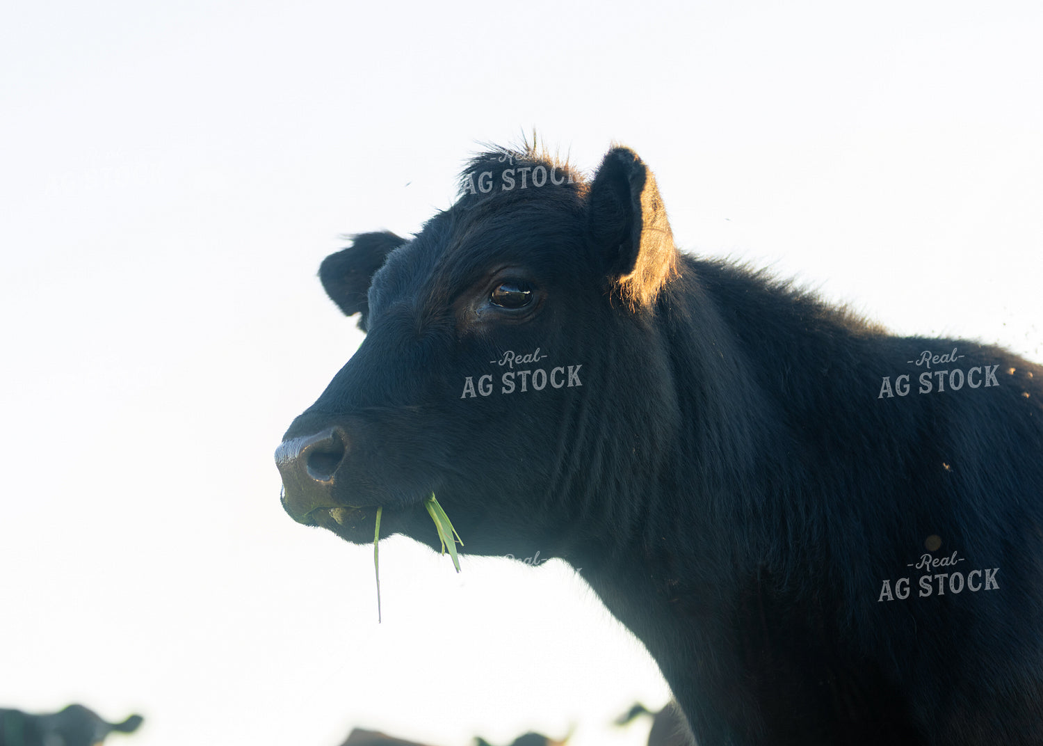 Cattle on Pasture 264043