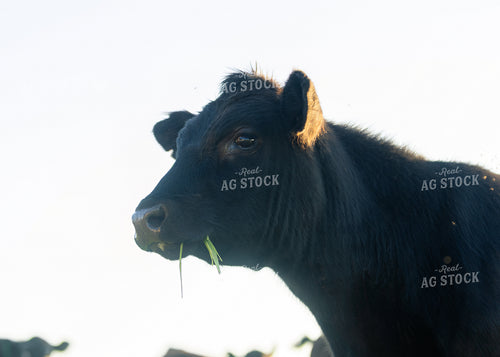Cattle on Pasture 264043