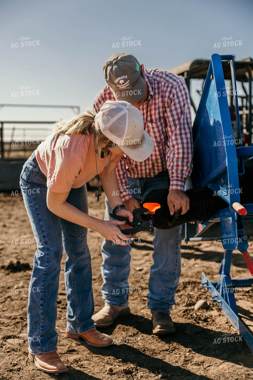 Tagging Calves 98078