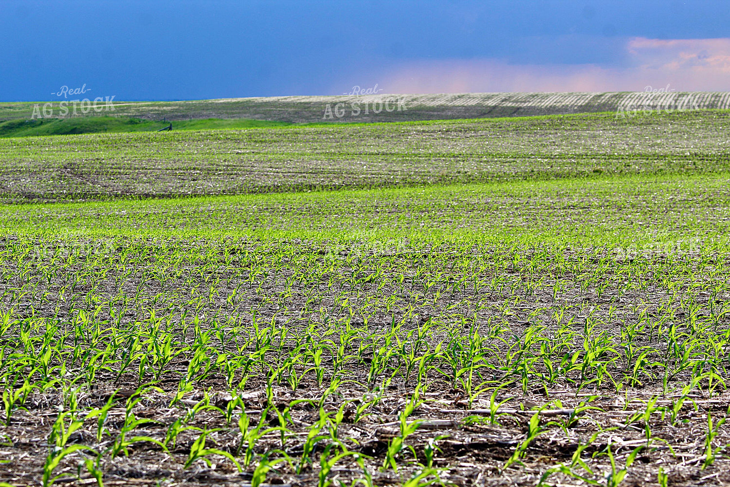 Early Growth Corn Field 141561