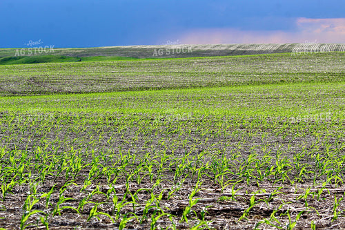 Early Growth Corn Field 141561