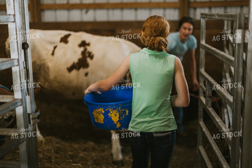Farm Kid Feeding Cattle 7871