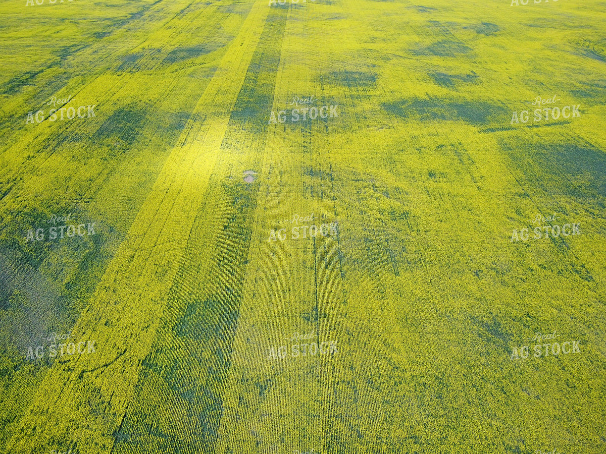 Aerial of Mid-Season Field 187386